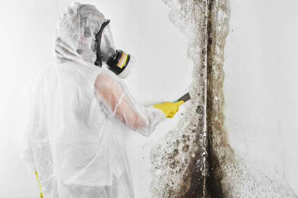 Best Black Mold Removal  in Harmony, RI