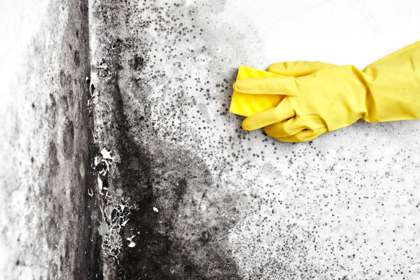 Best Toxic Mold Removal  in Harmony, RI