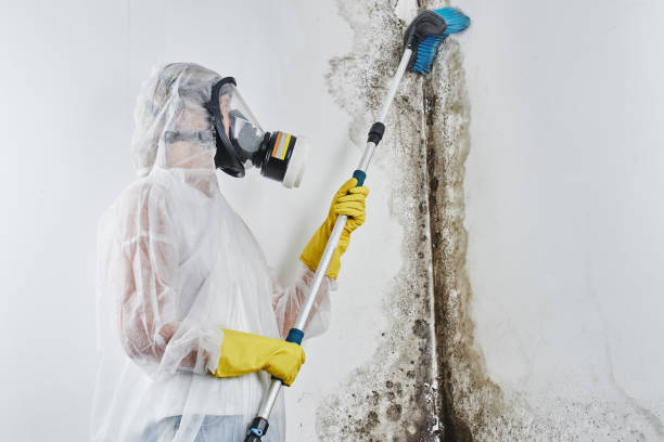  Harmony, RI Mold Removal Pros