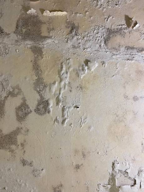 Trusted Harmony, RI Mold Removal Experts