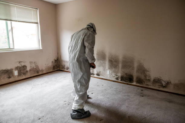 Best Mold Removal Company Near Me  in Harmony, RI