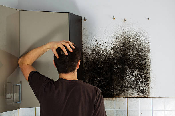 Best Mold Removal and Inspection  in Harmony, RI