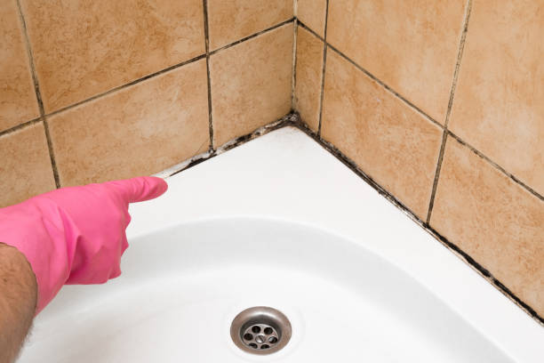 Office Mold Removal Services in Harmony, RI